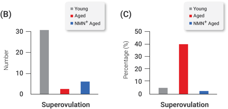 NMN zvyšuje kvalitu i počet oocytů a plodnost
