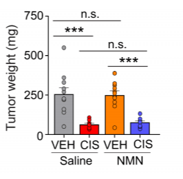 NMN je prevencí smyslových poruch myší způsobených chemoterapií